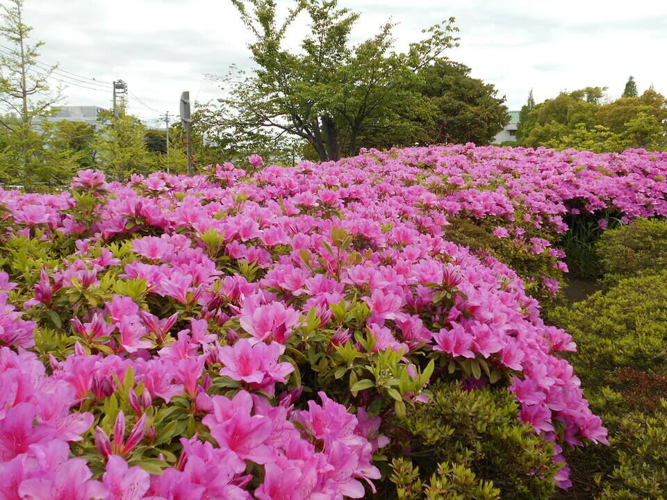 「長浜公園つつじ祭り」開催（2024年4月12日号金沢版）