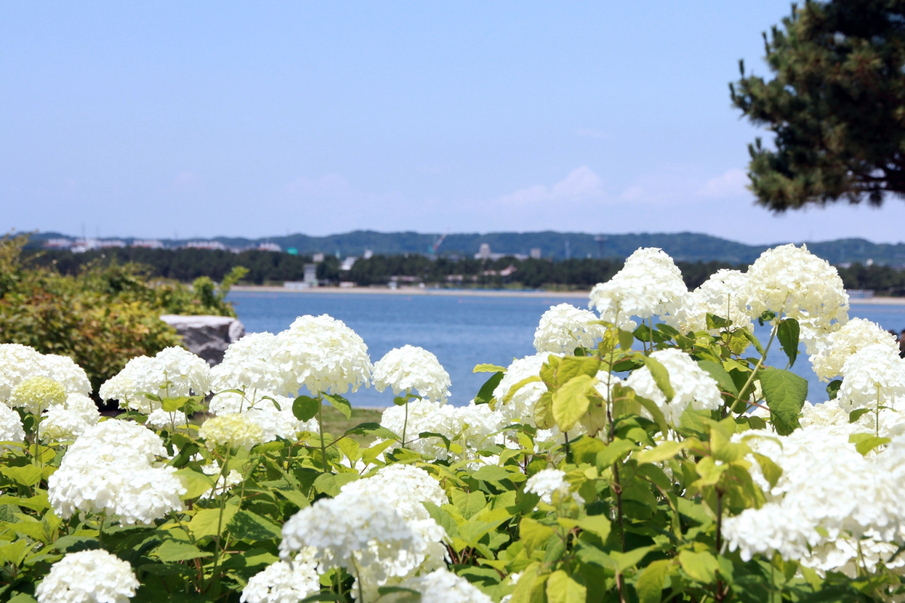 【横浜・八景島シーパラダイス】シーサイドガーデン