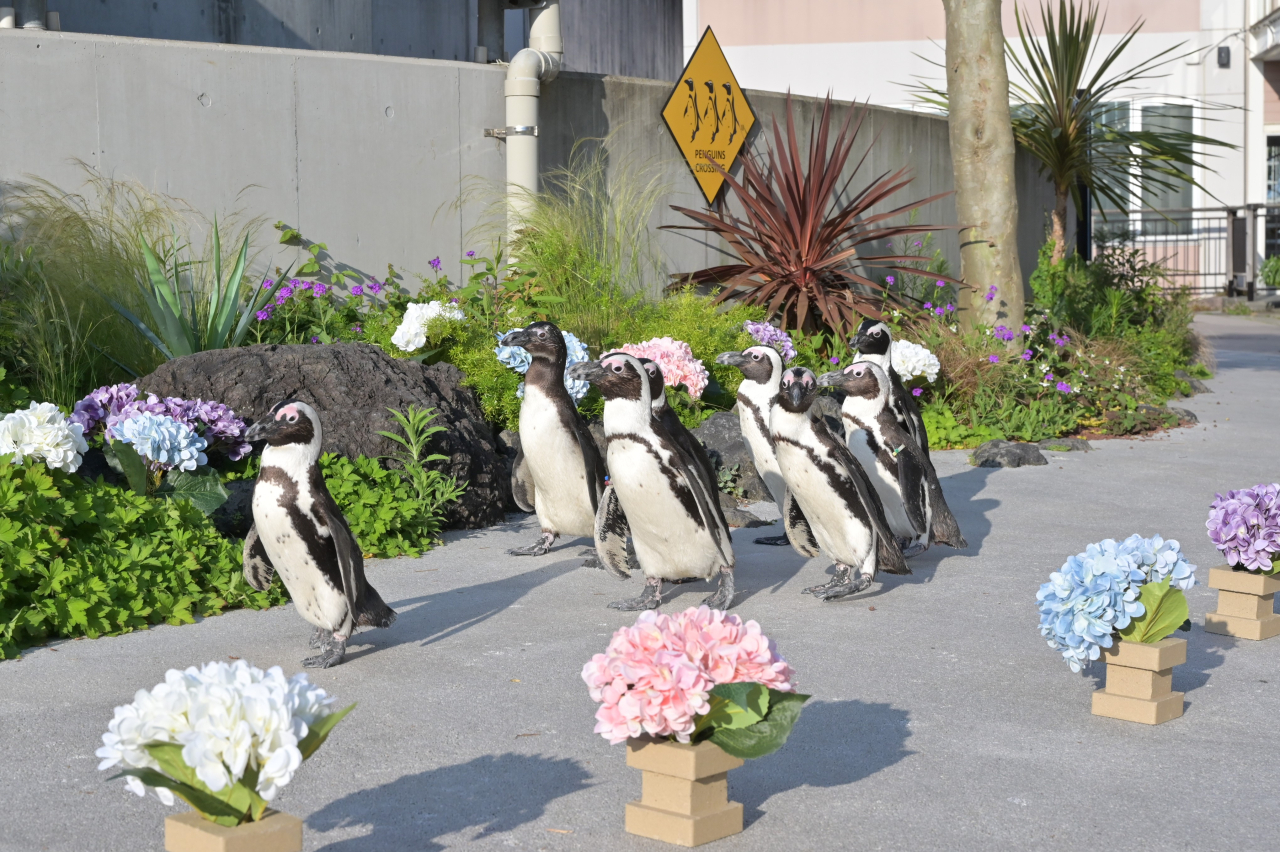 【横浜・八景島シーパラダイス】ケープペンギンのパレード