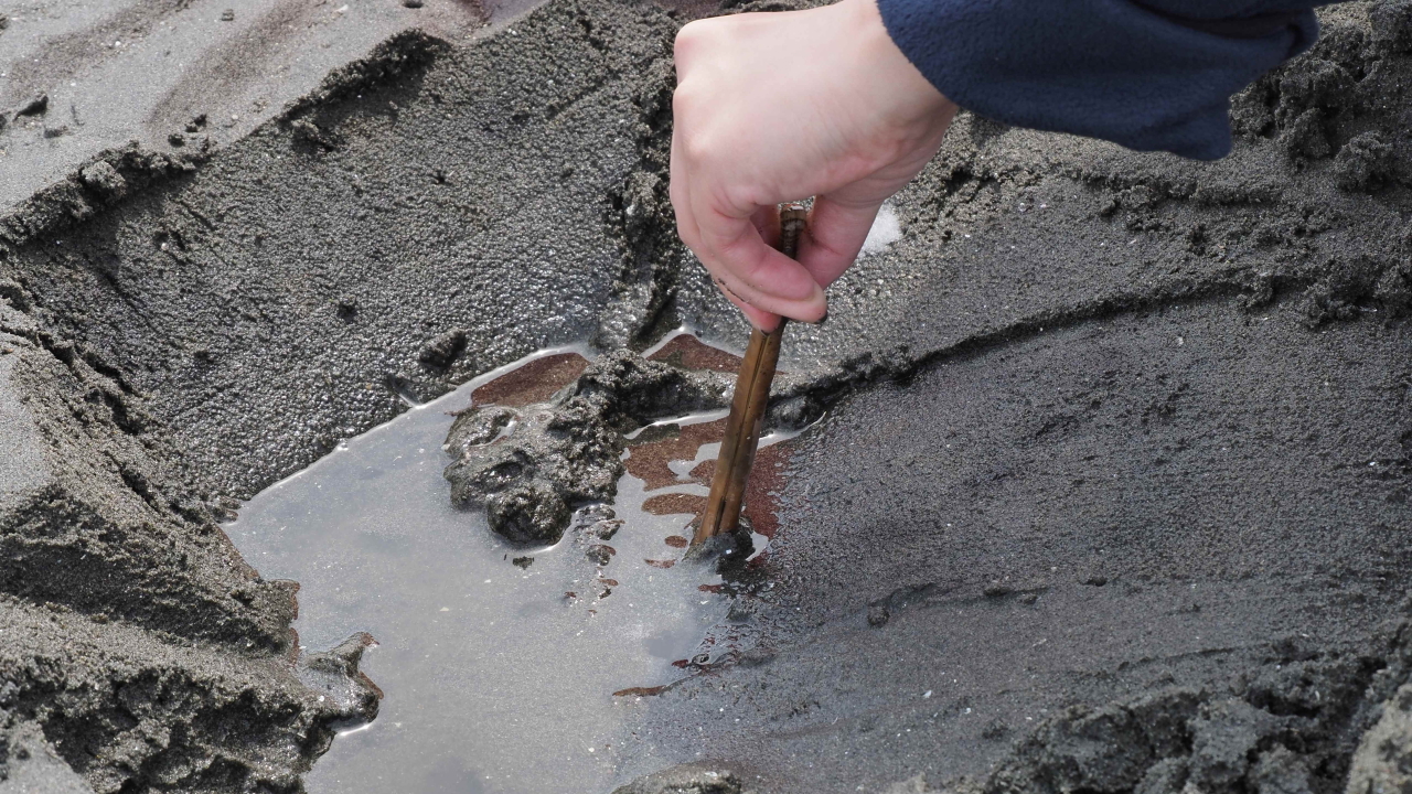 マテ貝を捕まえるところ