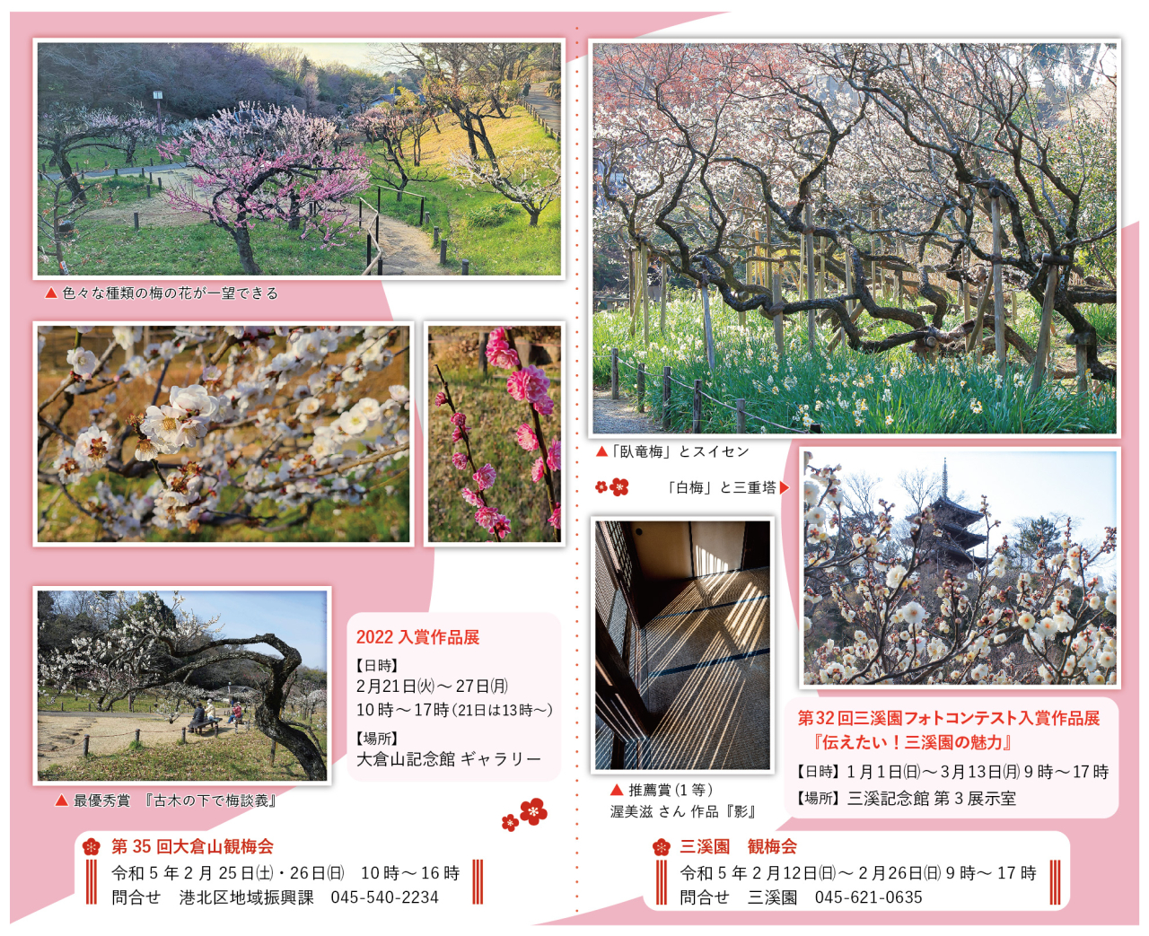 緑萼梅(りょくがくばい)や臥竜梅(がりゅうばい)など珍しい梅の花も楽しめる(2023年1月27日号中区・西区版)