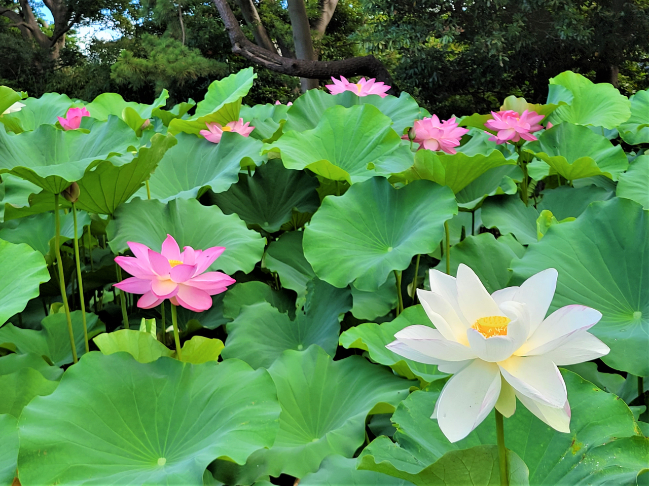 三渓園